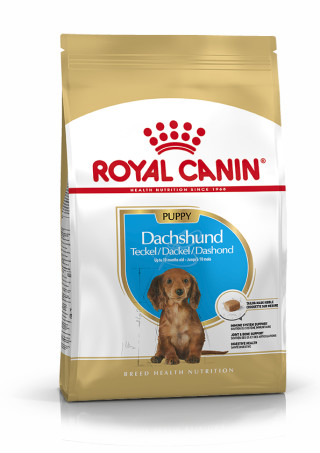 Dachshund Puppy